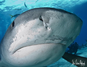 The lovable Emma closeup! This image was taken last week ... by Steven Anderson 